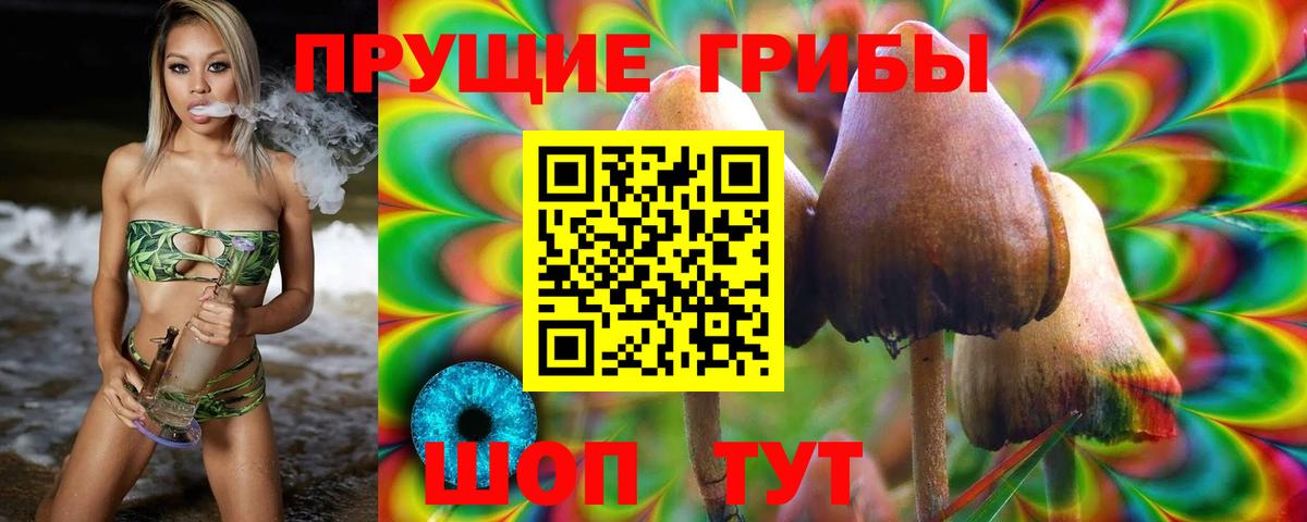 Псилоцибиновые грибы Psilocybe Барабинск